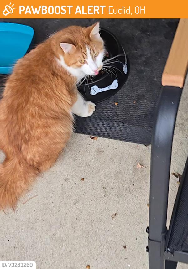 Found/Stray Unknown Cat last seen Lloyd Road area, Euclid, OH 44132