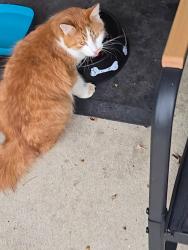 Found/Stray Unknown Cat last seen Lloyd Road area, Euclid, OH 44132