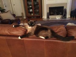 Lost Male Cat last seen Somerset Downs Neighborhood, Long Hollow Pike, Hendersonville, TN 37075