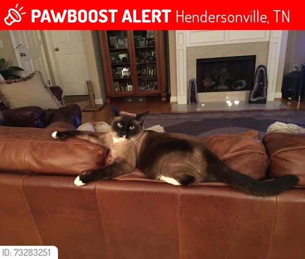 Lost Male Cat last seen Somerset Downs Neighborhood, Long Hollow Pike, Hendersonville, TN 37075