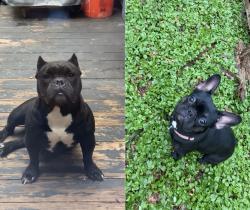 Reunited Female Dog last seen By brookside gardens, Silver Spring, MD 20902