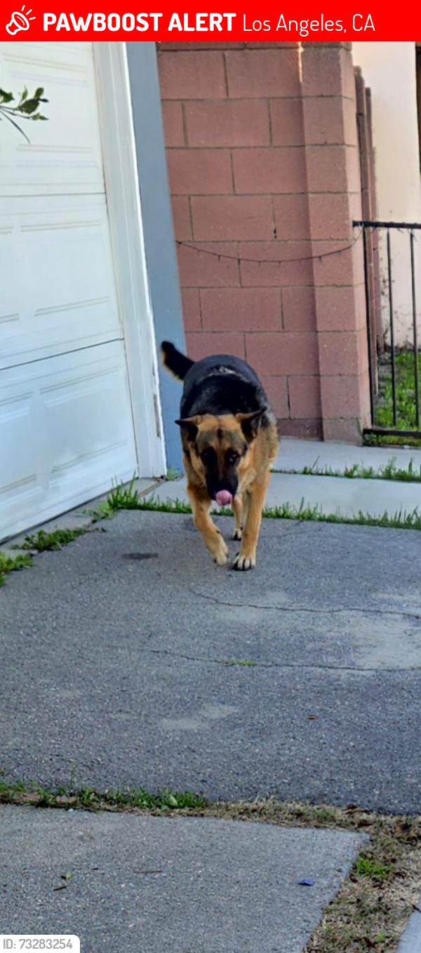 Lost Male Dog last seen wakefield and nordhoff pizza hut, Los Angeles, CA 91402