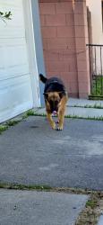Lost Male Dog last seen wakefield and nordhoff pizza hut, Los Angeles, CA 91402
