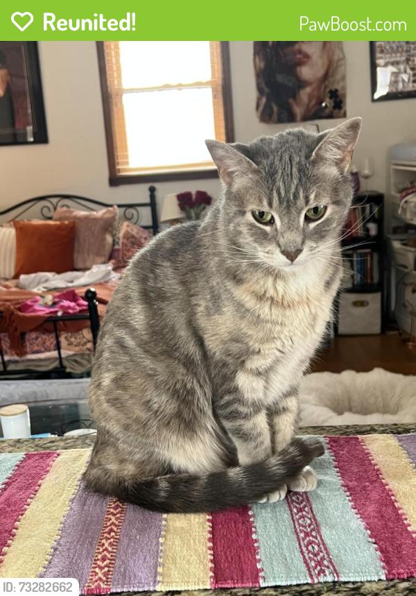 Reunited Female Cat last seen Bernard and Raupp, Buffalo Grove, IL 60089