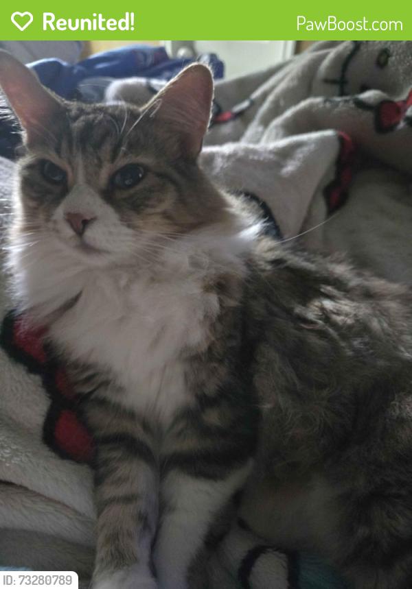 Reunited Male Cat last seen Nelwood St., Willis, TX 77318