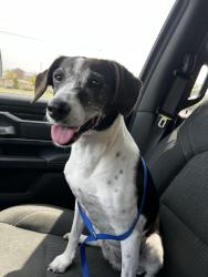Found/Stray Female Dog last seen Near N Nettleton St Spokane, WA 99201 United States, Spokane, WA 99201