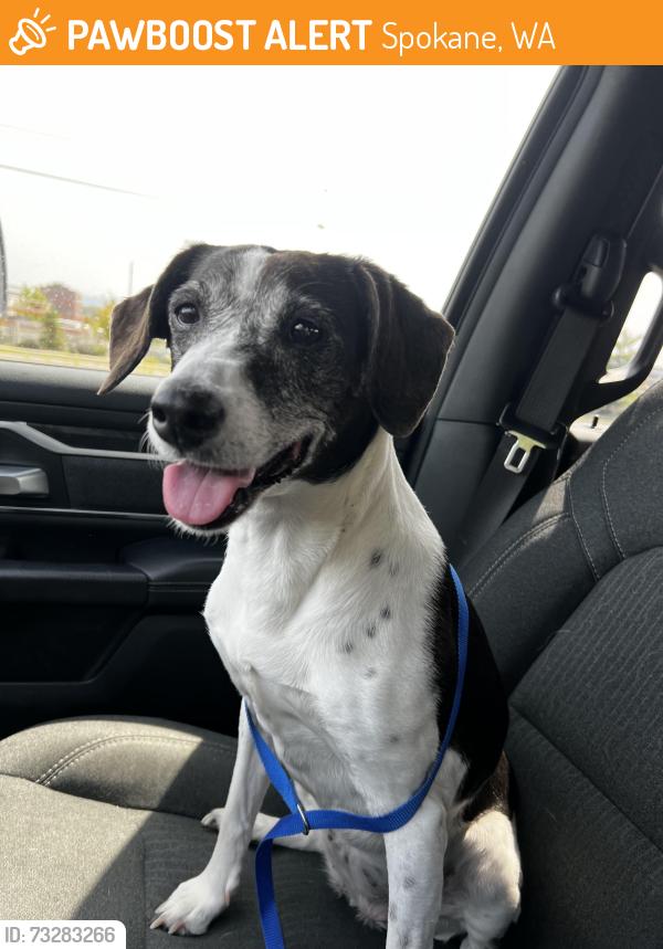 Found/Stray Female Dog last seen Near N Nettleton St Spokane, WA 99201 United States, Spokane, WA 99201