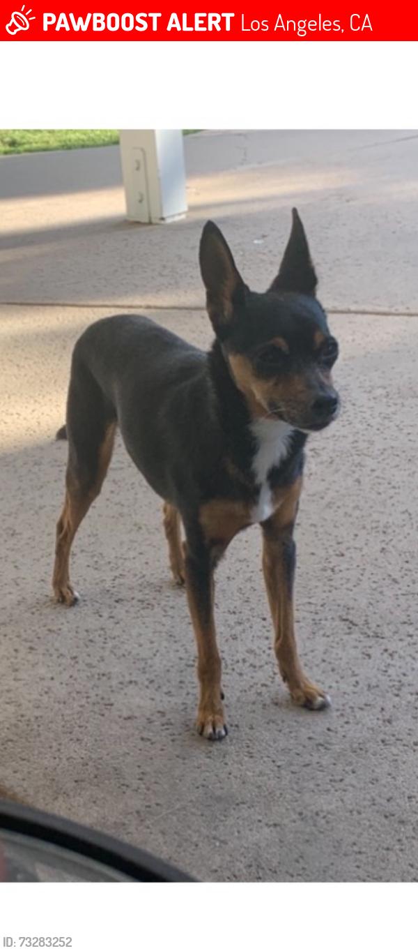 Lost Male Dog last seen Between valley vista and coldwater cyn on dickens st, Los Angeles, CA 91604