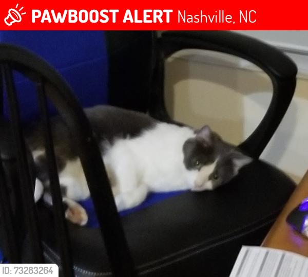 Lost Female Cat last seen Near Birchwood Drive Backs up to old gold course, Nashville, NC 27856