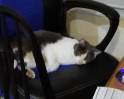 Lost Female Cat last seen Near Birchwood Drive Backs up to old gold course, Nashville, NC 27856