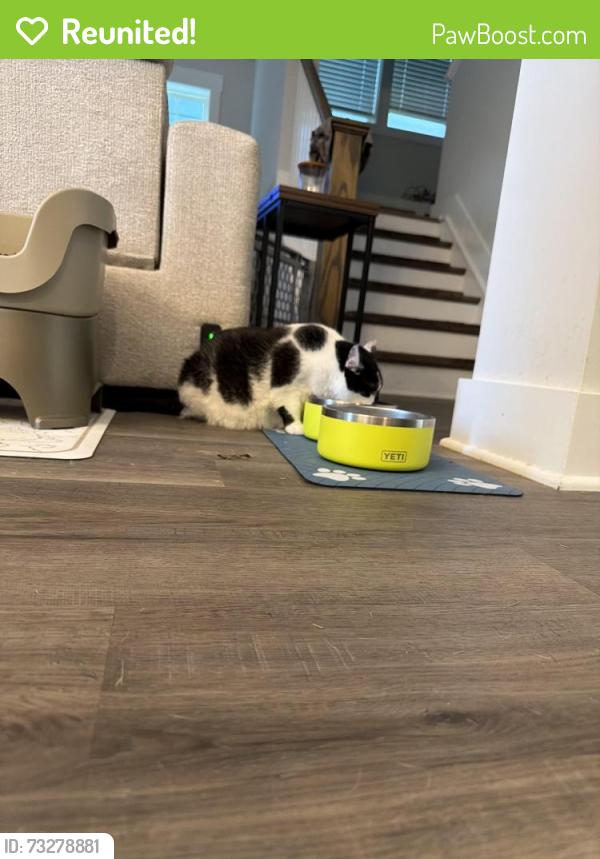 Reunited Female Cat last seen Acorn creek Lane, near two large stumps and into brush, Wendell, NC 27591