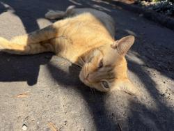 Found/Stray Unknown Cat last seen 16th and Pine street, Portland, OR 97214