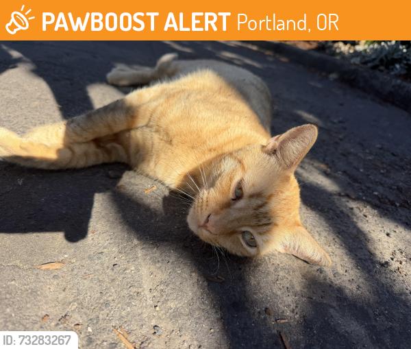 Found/Stray Unknown Cat last seen 16th and Pine street, Portland, OR 97214