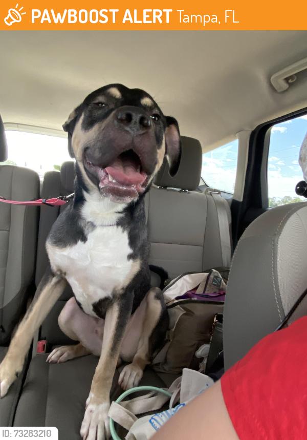 Found/Stray Male Dog last seen Near Claymore Dr, Tampa, FL 33610, Tampa, FL 33610