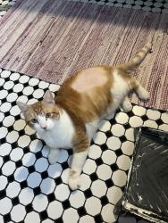 Reunited Male Cat last seen Frankford and Elkhart, Philadelphia, PA 19134