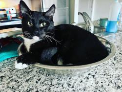 Lost Male Cat last seen Strese Ln & Gardenview Drive, Apple Valley, MN 55124