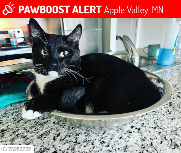 Lost Male Cat last seen Strese Ln & Gardenview Drive, Apple Valley, MN 55124