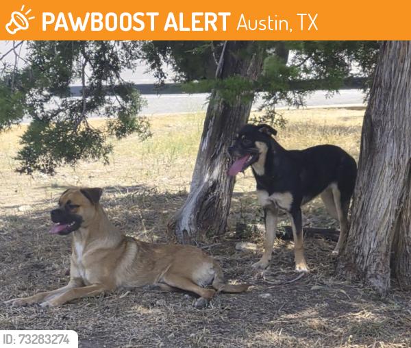 Found/Stray Unknown Dog last seen N Lamar Ave, Walnut creek park, Austin, TX 78758