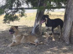 Found/Stray Unknown Dog last seen N Lamar Ave, Walnut creek park, Austin, TX 78758