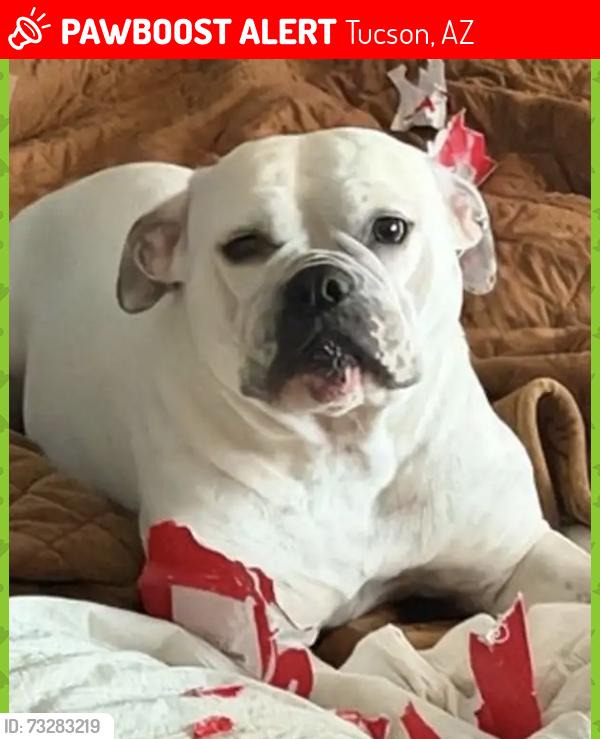 Lost Female Dog last seen Near e Brookwood dr, Tucson, AZ 85750