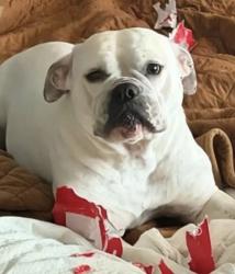 Lost Female Dog last seen Near e Brookwood dr, Tucson, AZ 85750