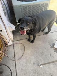 Reunited Male Dog last seen Alta Ave/ 13th st, Upland, CA 91786