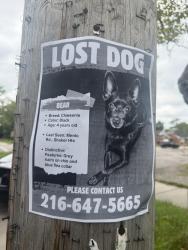 Reunited Male Dog last seen Menlo rd, Shaker hts,Ohio, Shaker Heights, OH 44120