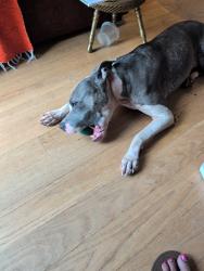 Found/Stray Female Dog last seen caton, Brooklyn, NY 11226