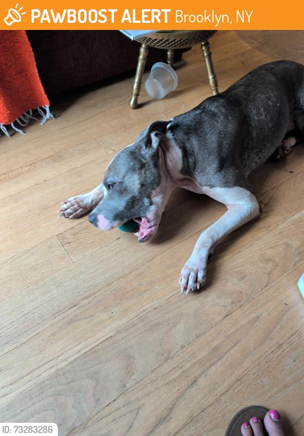 Found/Stray Female Dog last seen caton, Brooklyn, NY 11226