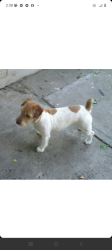 Reunited Female Dog last seen El Camino ave & Lexington, Sacramento, CA 95815
