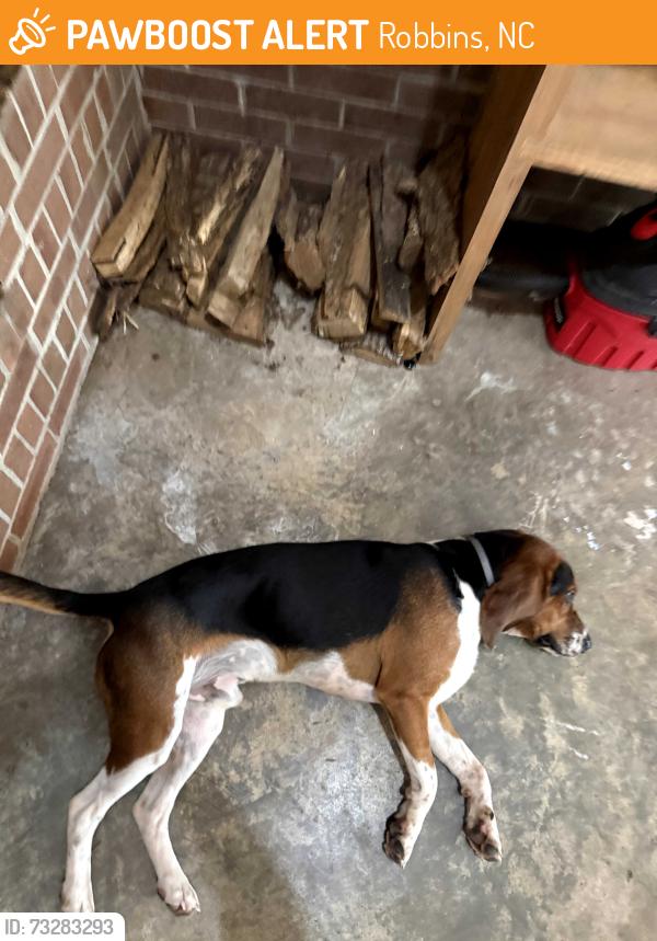 Found/Stray Male Dog last seen North moore, Robbins, NC 27325
