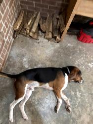 Found/Stray Male Dog last seen North moore, Robbins, NC 27325