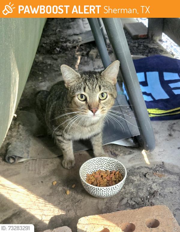 Found/Stray Unknown Cat last seen W McGee ST, Sherman, TX 75092