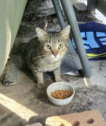 Found/Stray Unknown Cat last seen W McGee ST, Sherman, TX 75092