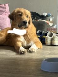 Reunited Male Dog last seen Near Trinity Bend Cir, Arlington, TX 76006, USA, Arlington, TX 76006