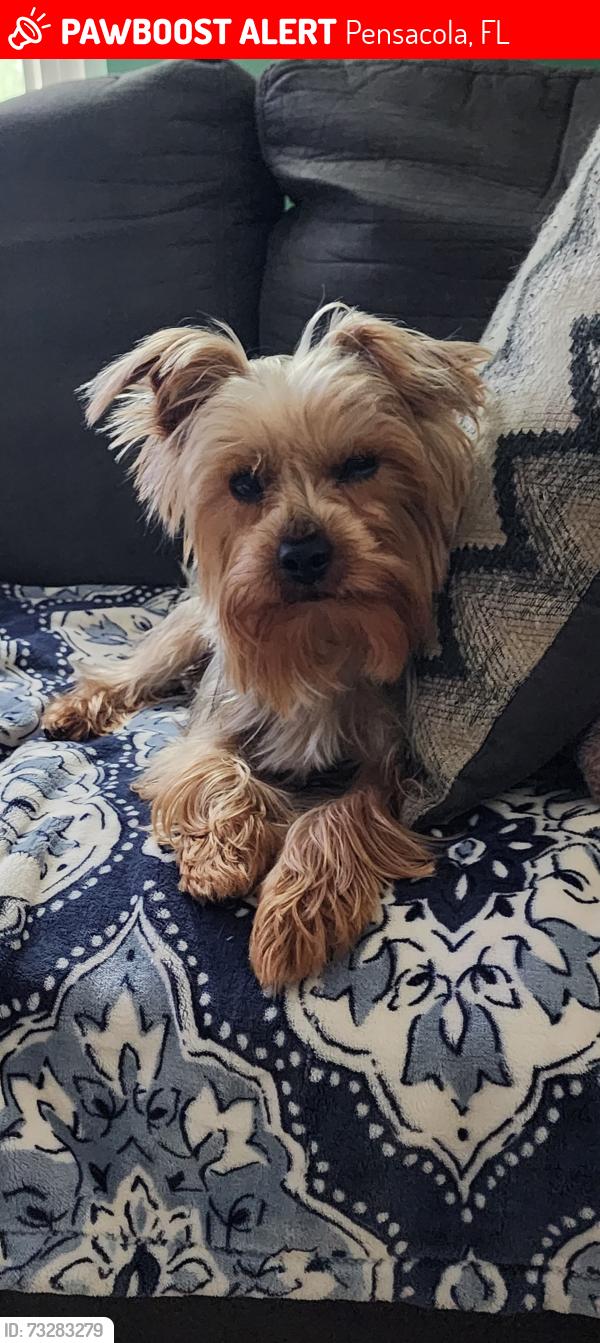 Lost Male Dog last seen Suburban Dr /Calvary Dr /Edison Dr, Pensacola, FL 32505