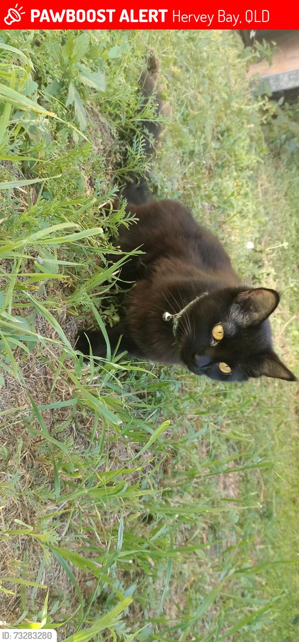 Lost Female Cat last seen Park, Hervey Bay, QLD 4655