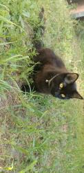 Lost Female Cat last seen Park, Hervey Bay, QLD 4655