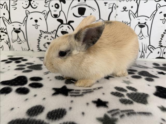 Shelter Stray Female Other last seen , 11361 W Pico Blvd, Los Angeles, CA 90064, USA