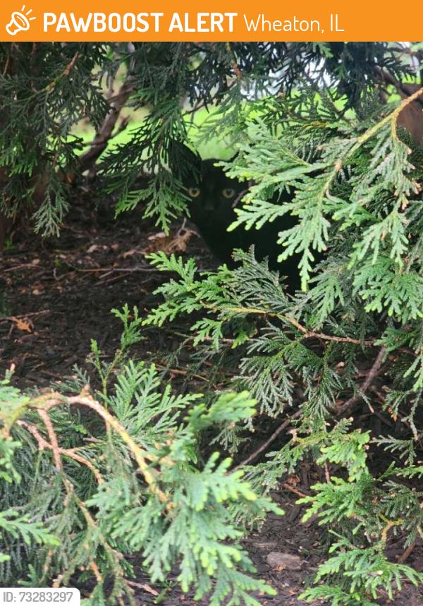 Found/Stray Unknown Cat last seen Liberty dr x Carlton Ave in Wheaton, Wheaton, IL 60187