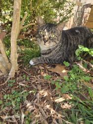 Lost Male Cat last seen Near Russet CT SW Lilburn Georgia, Lilburn, GA 30047