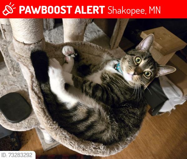 Lost Male Cat last seen Prior Lake near Sand Point Beach, Shakopee, MN 55372
