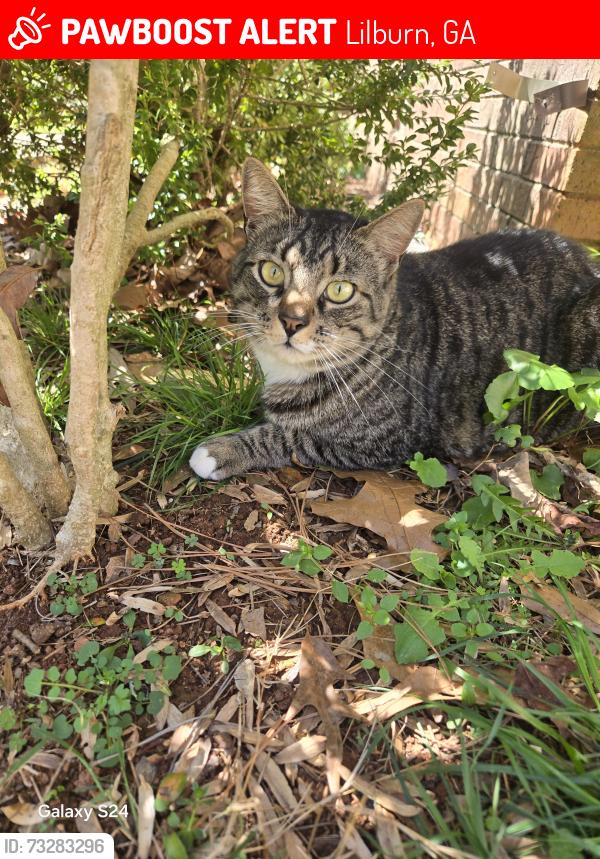 Lost Male Cat last seen Near Russet CT SW Lilburn Georgia, Lilburn, GA 30047