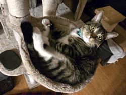 Lost Male Cat last seen Prior Lake near Sand Point Beach, Shakopee, MN 55372