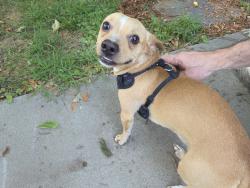Reunited Male Dog last seen New Jersey St and 11th st, Lawrence, KS 66044