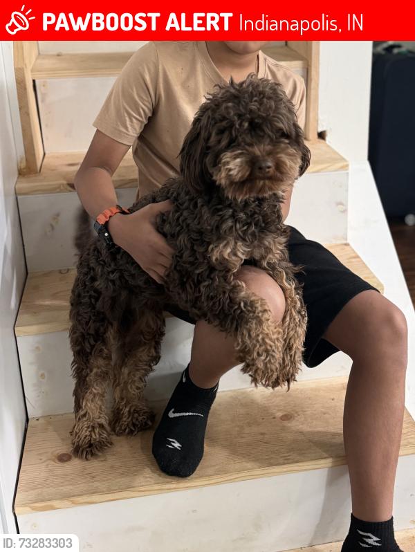 Lost Male Dog last seen Indianapolis, Indianapolis, IN 46226