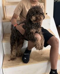 Lost Male Dog last seen Indianapolis, Indianapolis, IN 46226