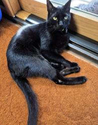 Lost Male Cat last seen Sprow Ranch, Orangevale, CA, Folsom, CA 95630