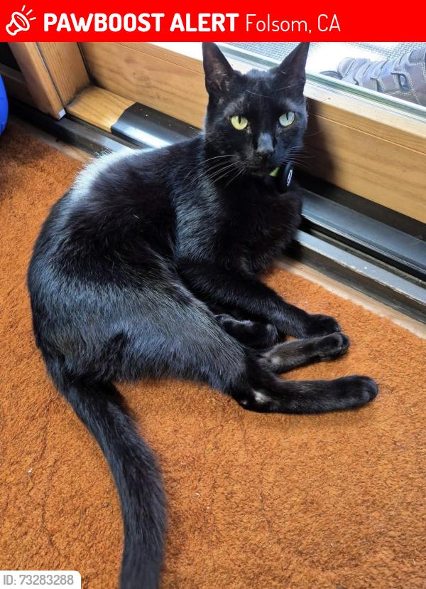 Lost Male Cat last seen Sprow Ranch, Orangevale, CA, Folsom, CA 95630