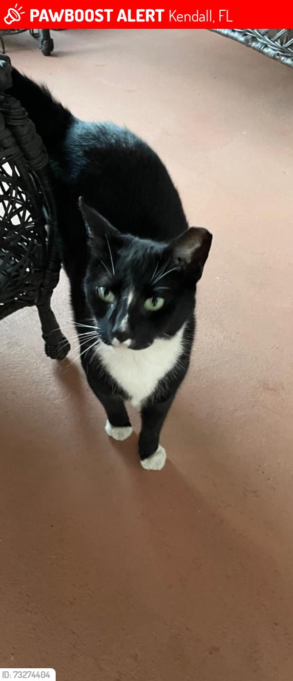 Lost Male Cat last seen Snapper creek townhome, Kendall, FL 33173